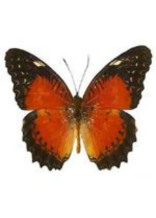 Exotic butterfly "Persia"