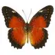 Exotic butterfly "Persia"