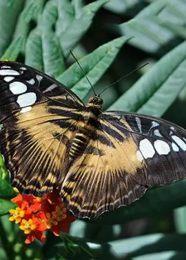 Butterfly Tiger
