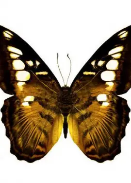 Butterfly Tiger