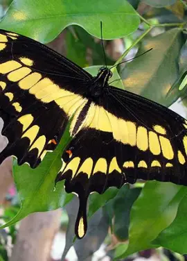 Exotic butterfly "Toas"