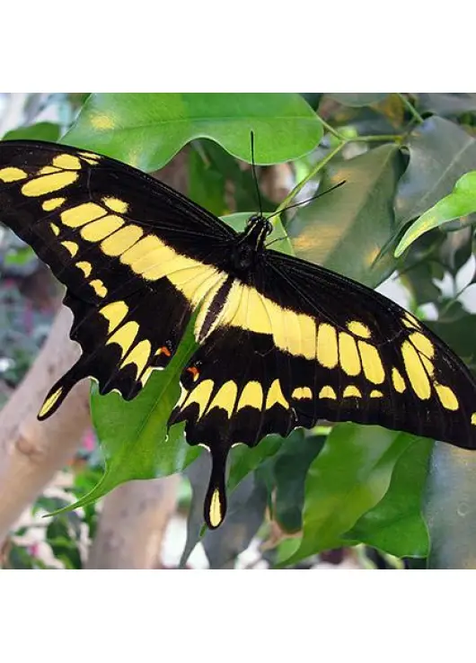 Exotic butterfly "Toas"