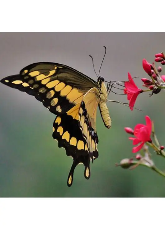 Exotic butterfly "Toas"