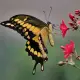Exotic butterfly "Toas"