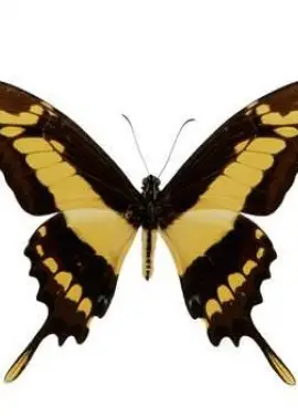 Exotic butterfly "Toas"
