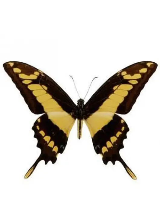 Exotic butterfly "Toas"