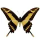 Exotic butterfly "Toas"