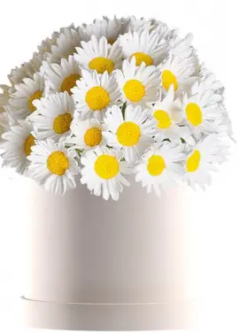 Bouquet of camomiles