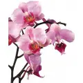 Orchid