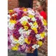 Chrysantemum