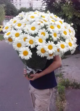 Bouquet of camomiles