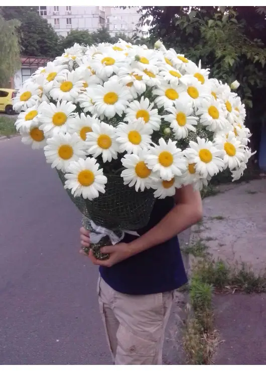 Bouquet of camomiles Bouquet of camomiles