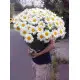 Bouquet of camomiles Bouquet of camomiles