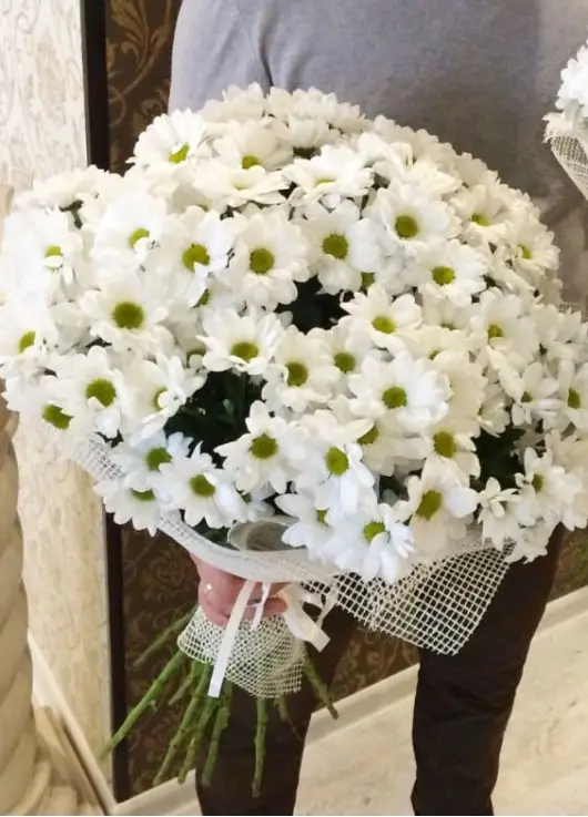 Chrysantemum