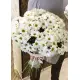 Chrysantemum