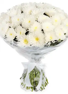 Bouquet of fluffy white chrysanthemum