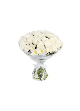 Bouquet of fluffy white chrysanthemum