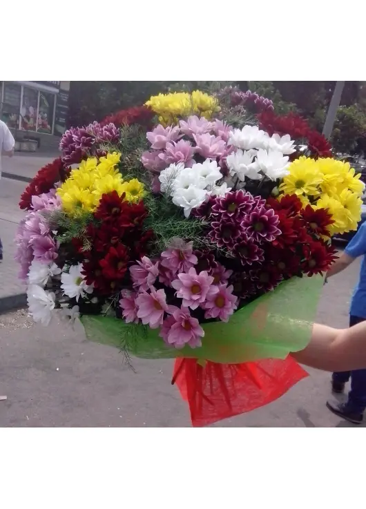 Chrysantemum Assorti 