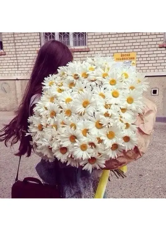 Bouquet of camomiles Bouquet of camomiles