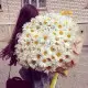 Bouquet of camomiles Bouquet of camomiles