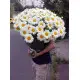 Bouquet of camomiles Bouquet of camomiles