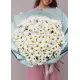 Chrysantemum