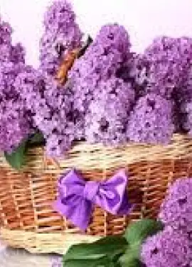 Bouquet of lilac