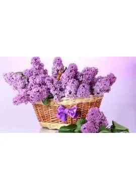 Bouquet of lilac