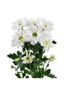 Chrysantemum