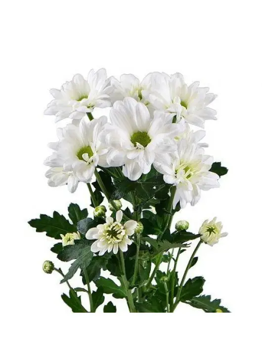 Chrysantemum
