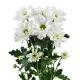 Chrysantemum