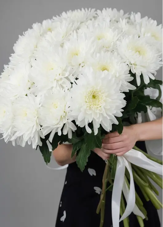 Bouquet of large white chrysanthemum "avalanche"