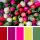 Multicolored 