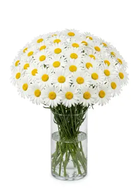 Large Daisy Bouquet 45 Stems
