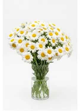 Extra Large Daisy Bouquet 51 Stems
