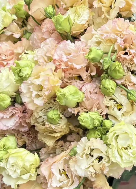 Creamy lisianthus Creamy lisianthus