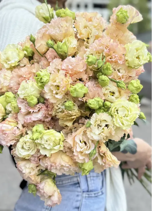 Creamy lisianthus Creamy lisianthus