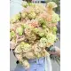 Creamy lisianthus Creamy lisianthus