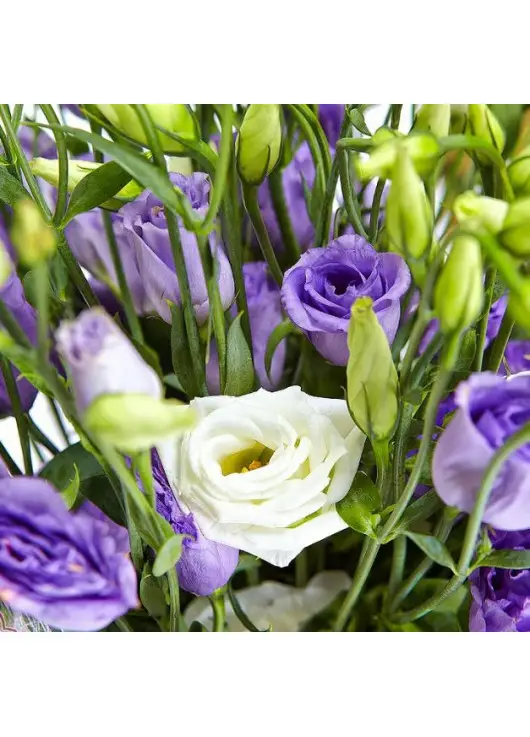 Mix bouquette eustoma Mix bouquette eustoma