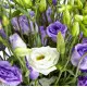 Mix bouquette eustoma Mix bouquette eustoma