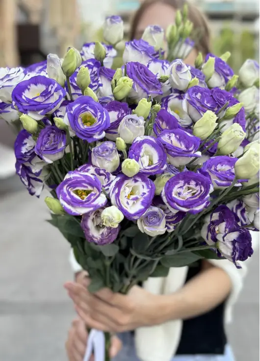 White-violet lisianthus
