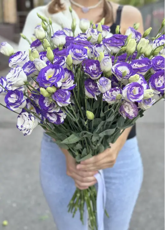 White-violet lisianthus