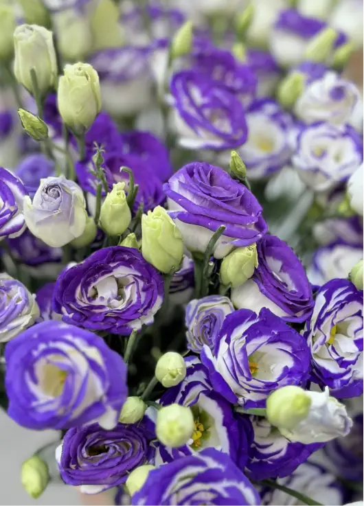 White-violet lisianthus