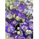White-violet lisianthus
