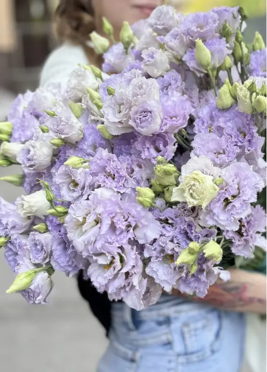 Lavender, lilac eastoma Lavender, lilac eastoma