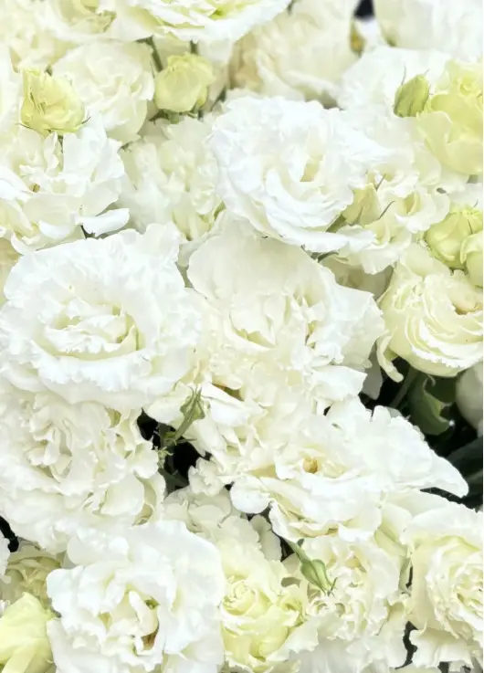 White eastoma White eastoma