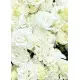 White eastoma White eastoma