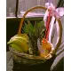 Big fruit basket №1