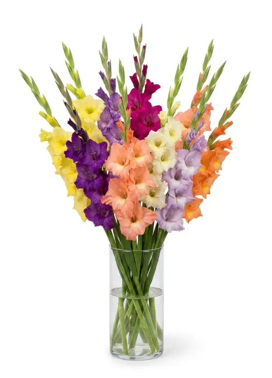 Bouquet of 11 mixed gladioli (small)