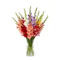 Mixed Gladioli in Dnipro
